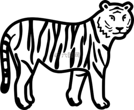 野生,虎,條紋
