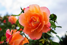 玫瑰,開花,花