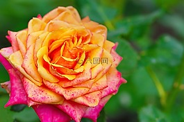 玫瑰,花,自然