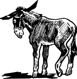 驢,農(nóng)場(chǎng),動(dòng)物