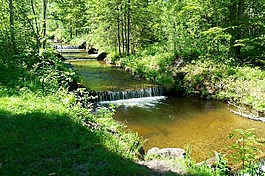 森林,過獨(dú)身生活,水