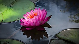 花,睡蓮,開(kāi)花