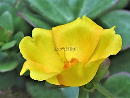 花,黃色,關(guān)閉了