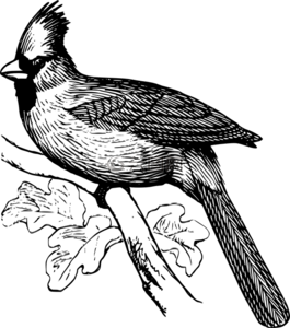 枝杈,翅膀,紅衣主教