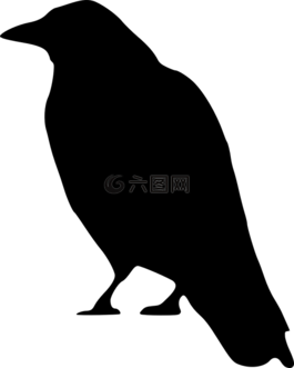 烏鴉,黑,側(cè)影
