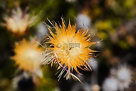 花,干,夏天