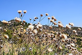 鮮花,干,夏天