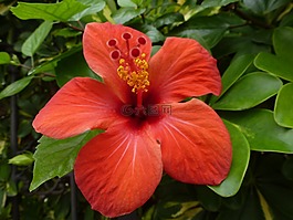 芙蓉,開花,紅色