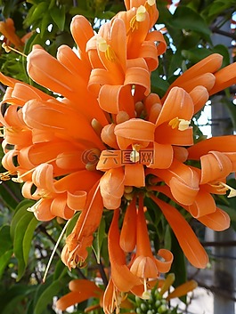 橙,鲜花,橙色的花朵