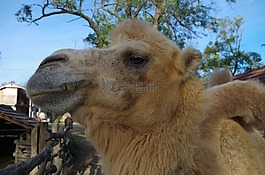 駱駝,動物,面