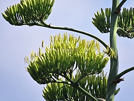 仙人掌,世纪植物,水华