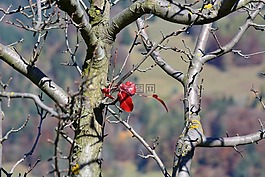 樹(shù),葉子,紅色