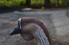 鵝,面,動物