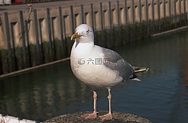 海鸥,常设,码头