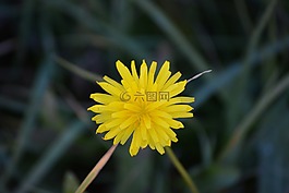 蒲公英,花,黃色