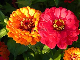 鮮花,花園,夏天