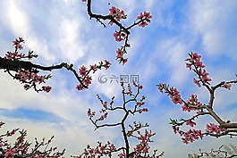 桃花,風景,分行