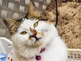 貓,尋找,眼睛