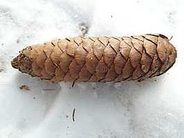 松球果,松,大