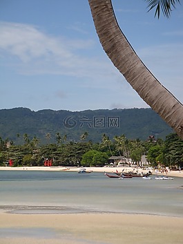 海滩,棕榈,海