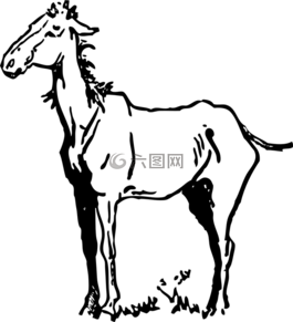 馬,薄,瘦