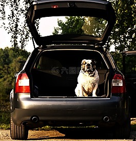 奥迪的4项运动,斗牛犬,树干