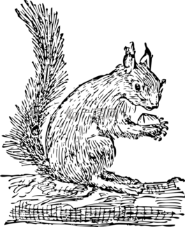 松鼠,動(dòng)物,自然