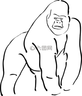 大猩猩,動物,哺乳動物
