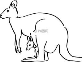 袋鼠,父,嬰兒