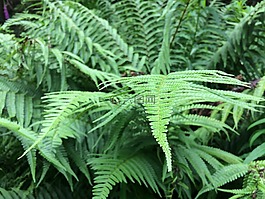 葉,植物區(qū)系,蕨類植物