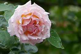 花,葉子,廠