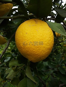 檸檬,熱帶水果,柑橘類水果