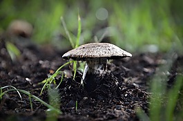 蘑菇,菌類,土壤