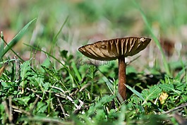 蘑菇,菌類,秋