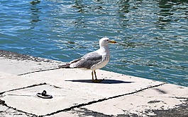海鷗,海,水