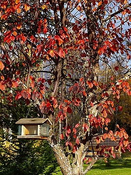 秋,秋天,紅色