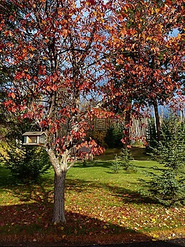 秋,秋天,紅色