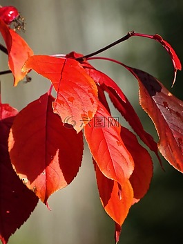 秋,秋天,紅色