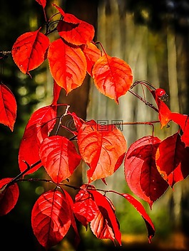 秋,秋天,紅色