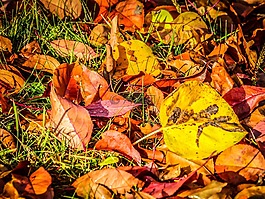 秋,秋天,紅色