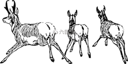 羚羊,動物,運行