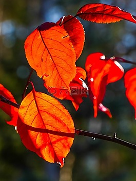 秋,秋天,紅色