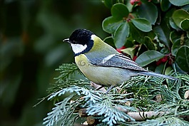鳥,鳴鳥,山雀