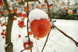 蘋果,冬天,雪