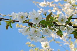 櫻桃,開花,櫻花
