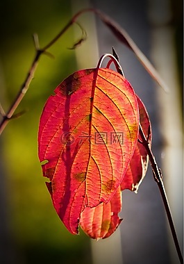 秋,秋天,紅色