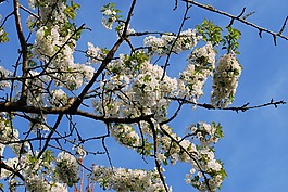 櫻桃,開花,櫻花
