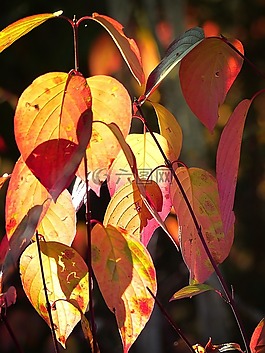 秋,秋天,紅色