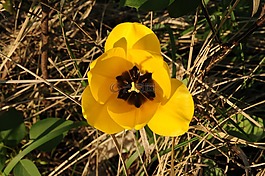 潘茜,黃色,開(kāi)花