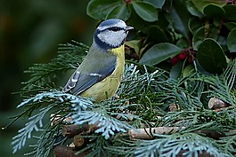 鳥,鳴鳥,山雀